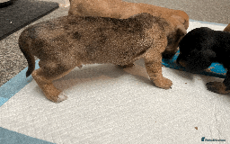 Mixed Breed dogs for sale: Maltese Cross Miniature Dachshund  - Image 7