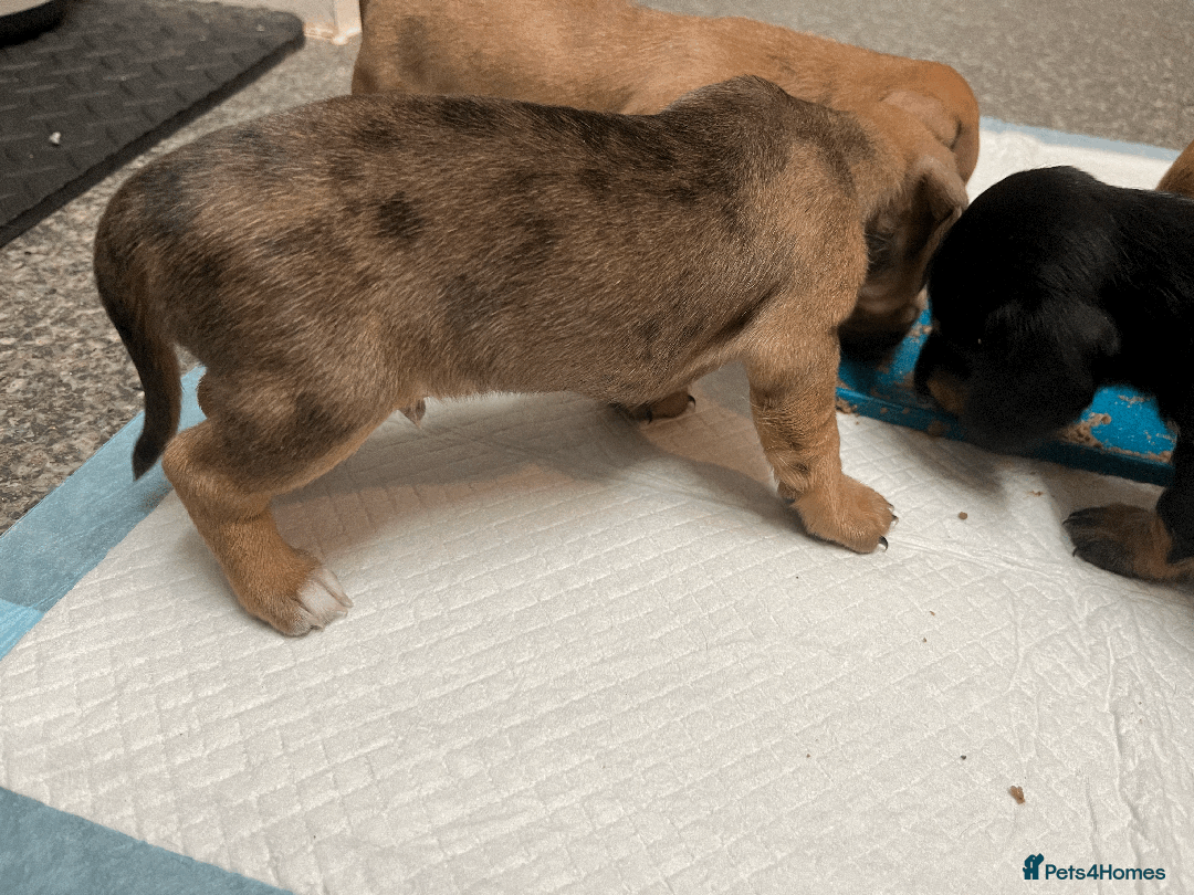 Mixed Breed dogs for sale: Maltese Cross Miniature Dachshund  - Image 7