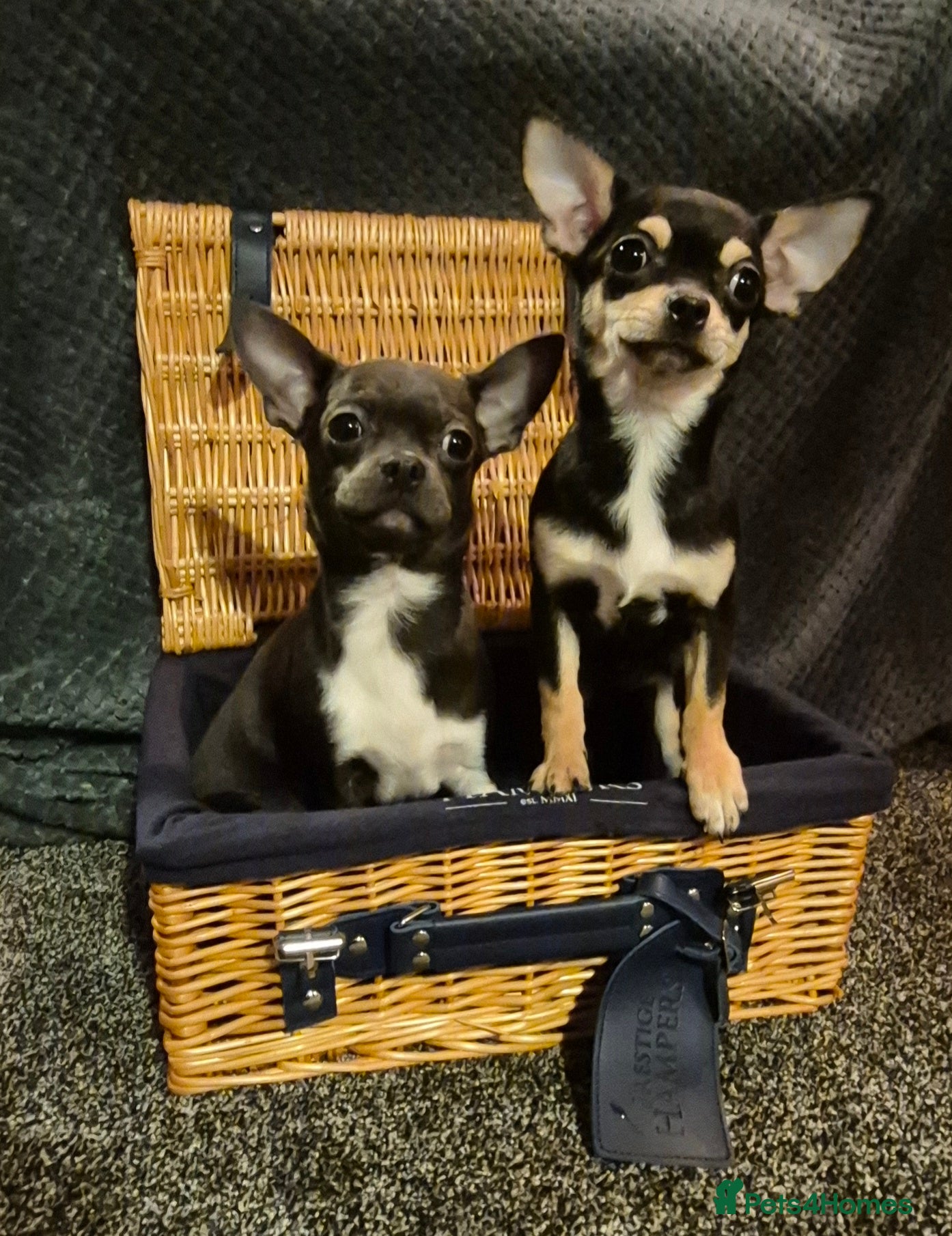 Chihuahua dogs ❤️❤️KC Reg Blue Chihuahua Pups Ready Now ❤️❤️ - Advert 3