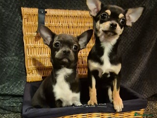 Chihuahua dogs ❤️❤️KC Reg Blue Chihuahua Pups Ready Now ❤️❤️ - Advert 3