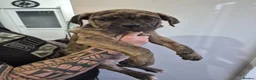 Cane Corso dogs for sale: Exotic Cane Corso Pups - Advert 3
