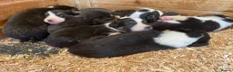 Border Collie dogs for sale: Border Collie Puppies For Sale  - Advert 12