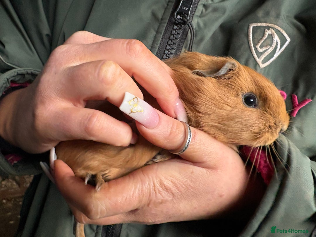 Guinea Pig rodents for sale: Beautiful boys looking for new homes  - Advert 6
