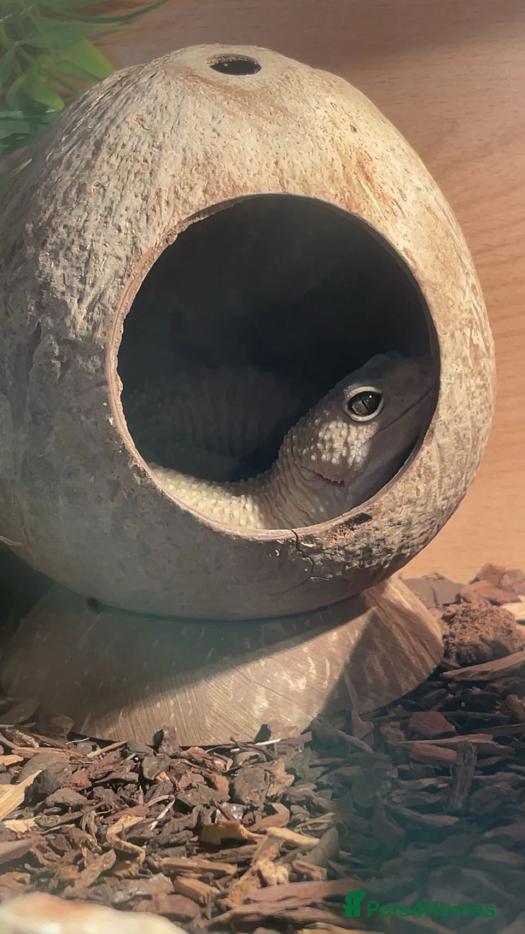 Leopard Gecko reptiles for sale: Male Leopard Gecko & Setup - Advert 3