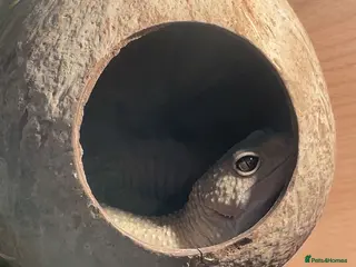 Leopard Gecko reptiles Male Leopard Gecko & Setup - Advert 4