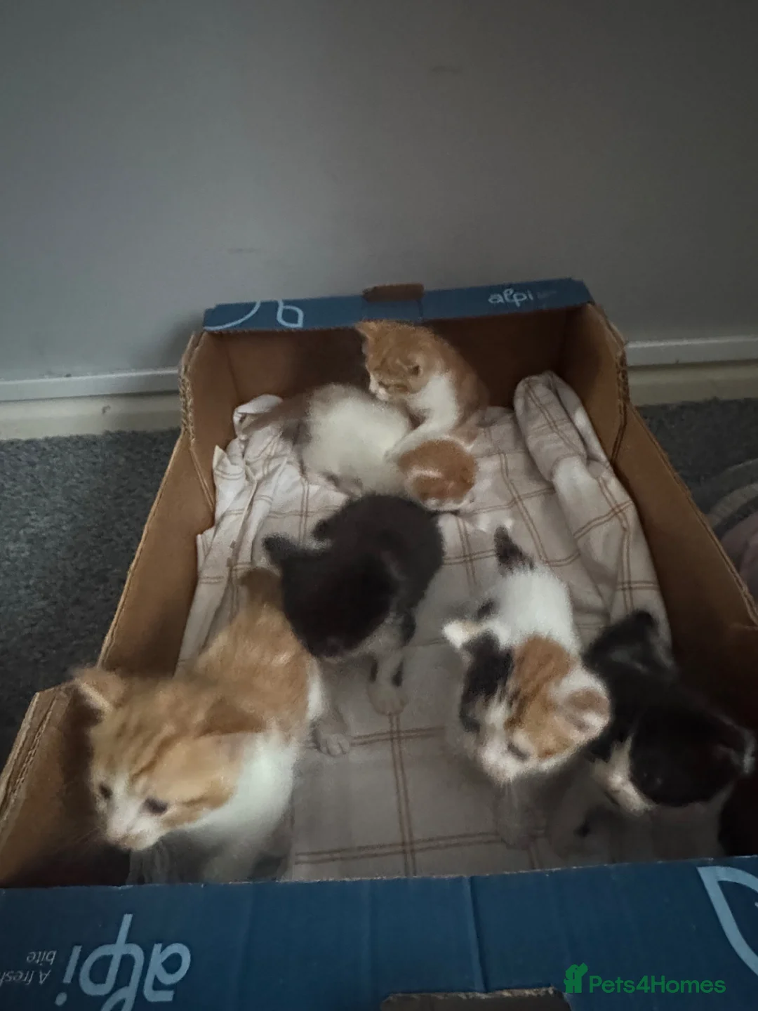 Siamese cats for sale: Nice kittens - Advert 7