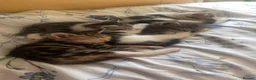 Bengal cats for sale: Bengal cross kittens ready now in Warrington - Advert 5