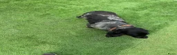 Cocker Spaniel dogs for sale: Show type cocker spaniel girl - Advert 2