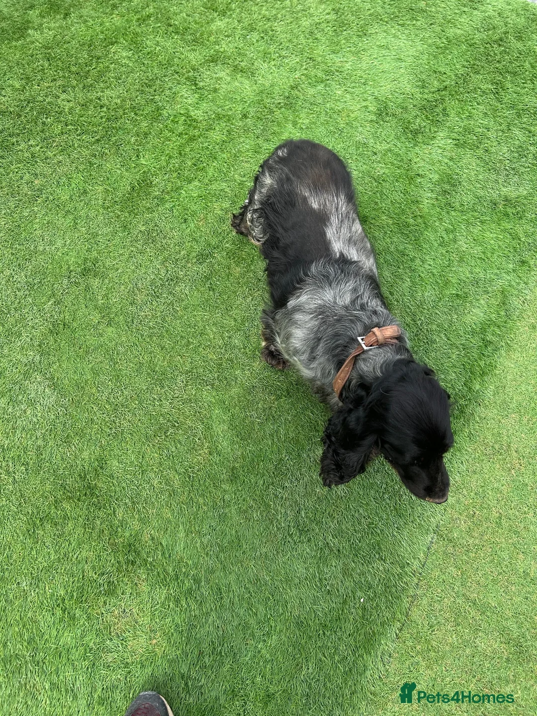 Cocker Spaniel dogs for sale: Show type cocker spaniel girl - Advert 2