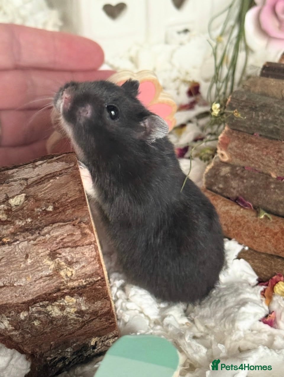 Hamster rodents Female black & White Russian dwarf hamster  - Advert 1