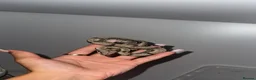 Boa Snake reptiles for sale: Baby Boas - Advert 1