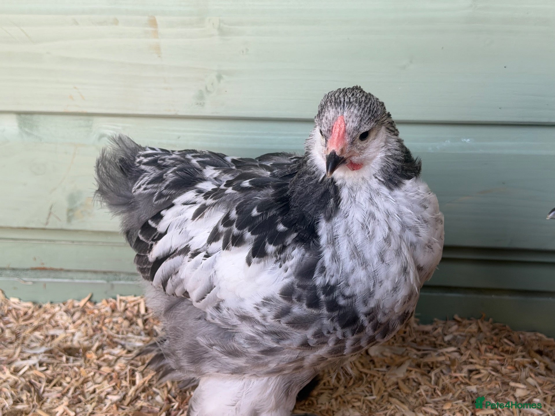 Chickens poultry for sale: Stunning Braham Cockerel - Advert 1