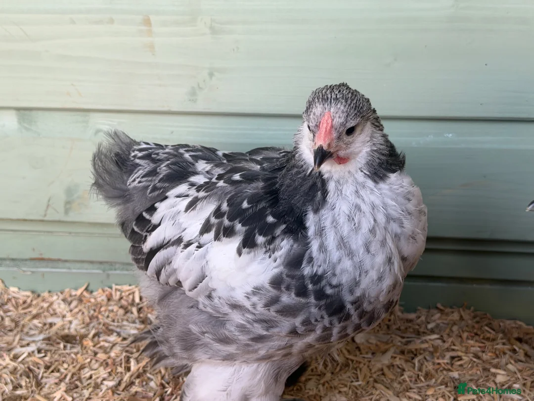 Chickens poultry for sale: Stunning Braham Cockerel - Advert 1
