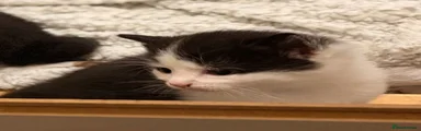 kitten 3