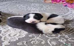 Mixed Breed dogs for sale: Chunky border collie cross puppies - Image 3