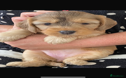 Cockapoo dogs for sale: American cockapoos  - Image 7