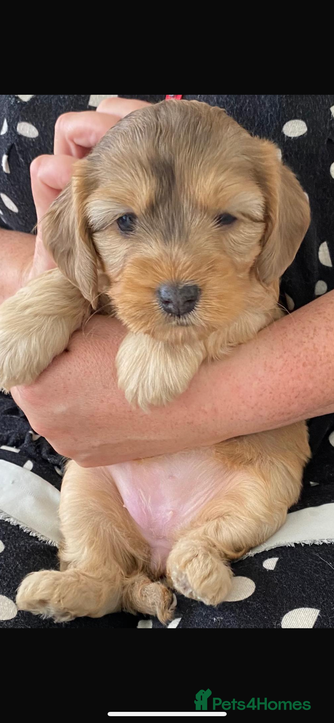 Cockapoo dogs for sale: American cockapoos  - Image 7