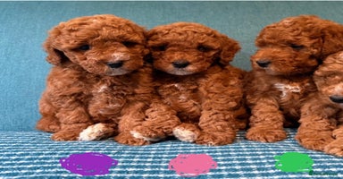 Labradoodle dogs - Advert 2