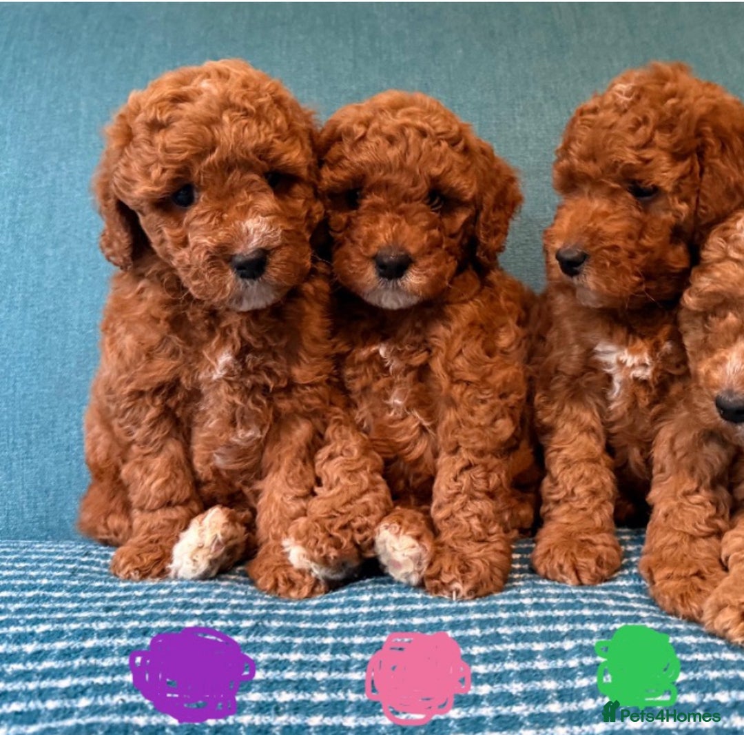 Labradoodle dogs for sale: Mini Red Labradoodle 🧬 clear  - Image 2