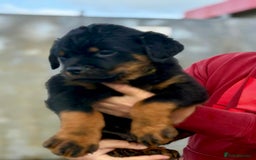 Rottweiler dogs for sale: 5 Generation pedigree  in Lanark - Image 9
