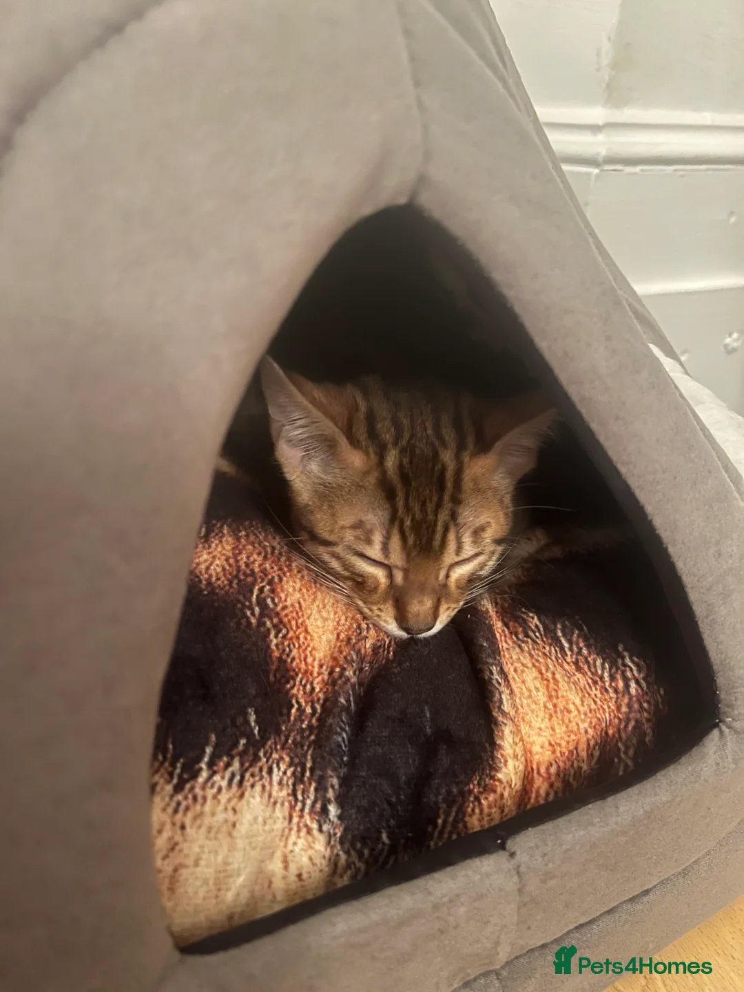 Bengal cats for sale: Pure Bengal - Home Raised - £1300 - Advert 3