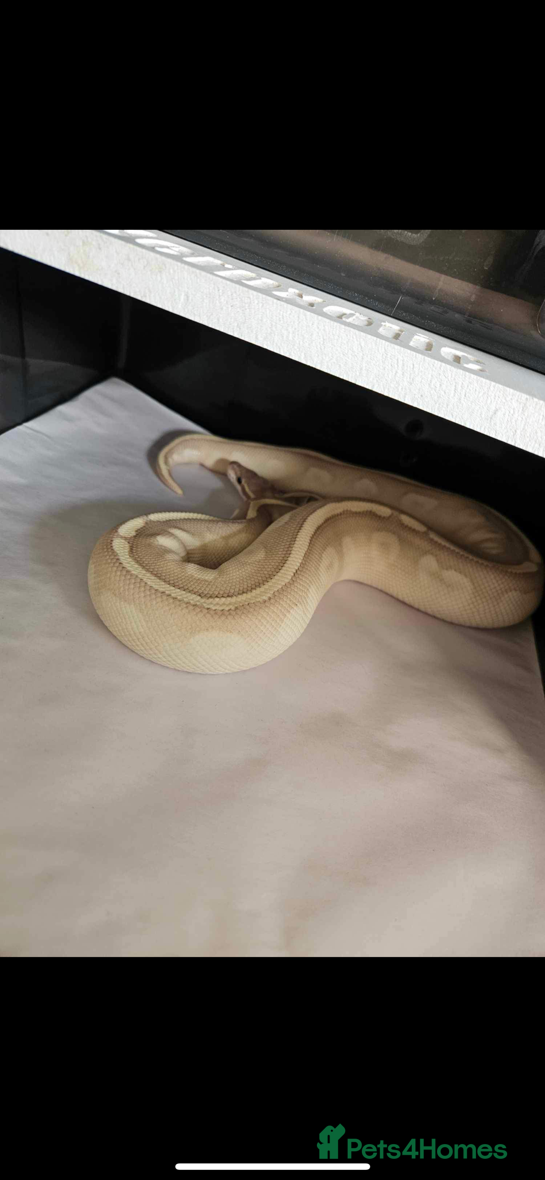 Python Snake reptiles for sale: Ball python group and snake rack setups  - Advert 2