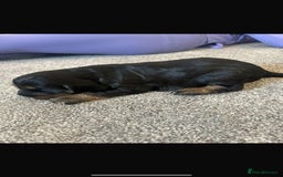 Cocker Spaniel dogs for sale: 2 boy cocker spaniel puppies  - Image 2