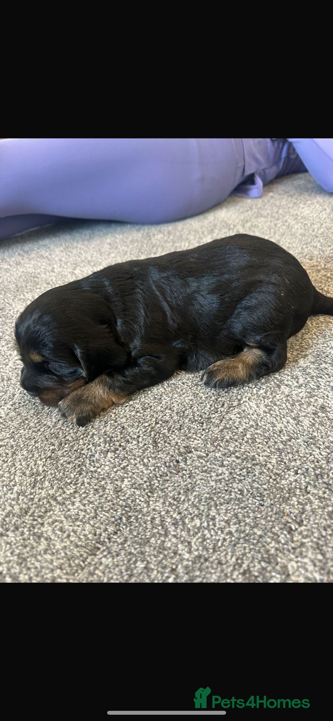 Cocker Spaniel dogs for sale: 2 boy cocker spaniel puppies  - Image 2