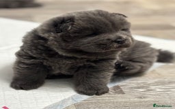 Chow Chow dogs for sale: Beautiful blue chow chow litter 💙 - Image 18
