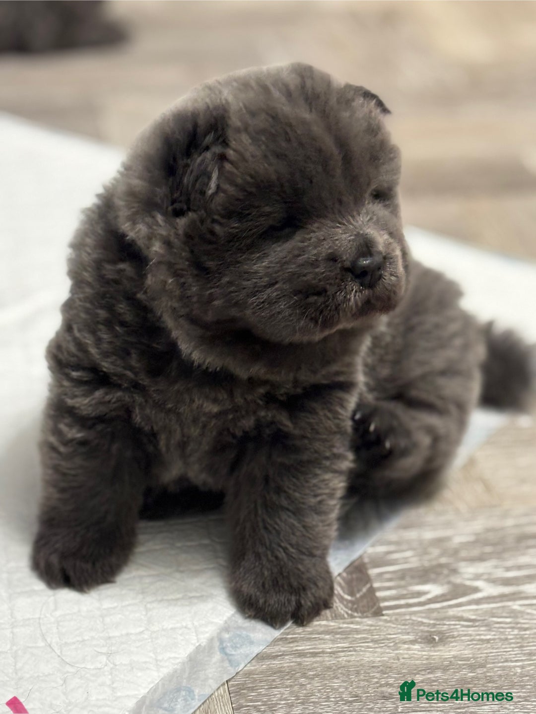 Chow Chow dogs for sale: Beautiful blue chow chow litter 💙 - Image 18