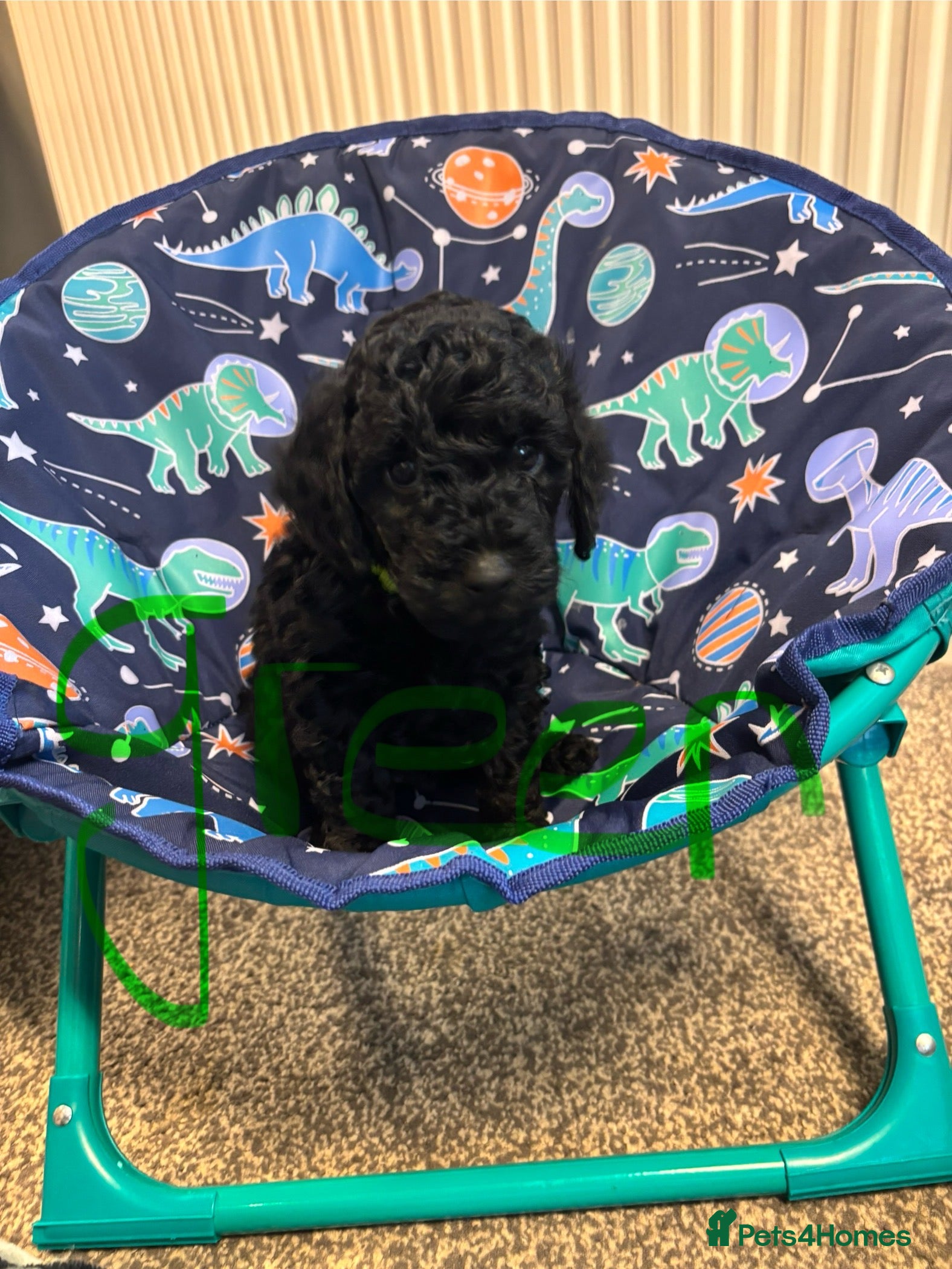 Miniature Poodle dogs 1m/1f black Miniature poodles ready now  - Advert 15