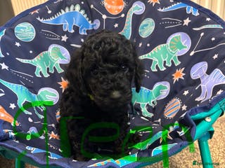 Miniature Poodle dogs 1m/1f black Miniature poodles ready now - Advert 15