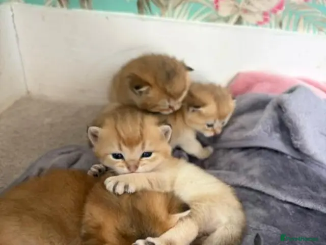 British Shorthair cats for sale: Exceptional Golden BSH Cross Kittens - Advert 1