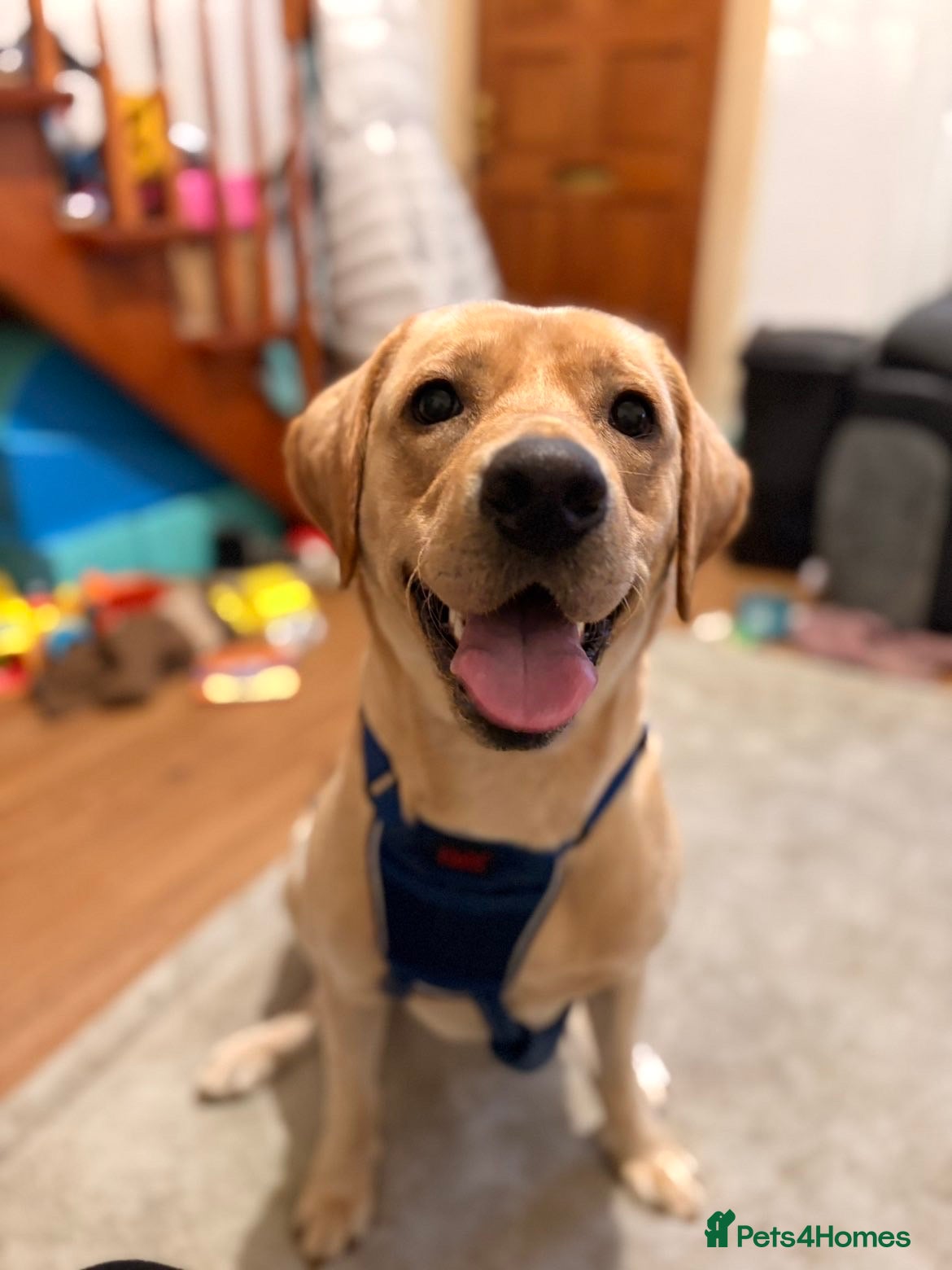 Labrador Retriever dogs Rehoming for Labrador- please read description.  - Advert 3