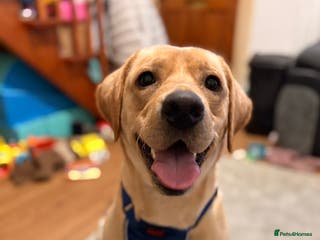 Labrador Retriever dogs Rehoming for Labrador- please read description. - Advert 14