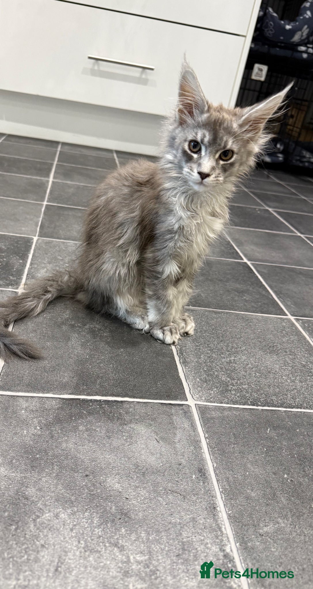 Maine Coon cats GCCF REG Blue ticked (a25 ) Tabby Female Kitten - Advert 14