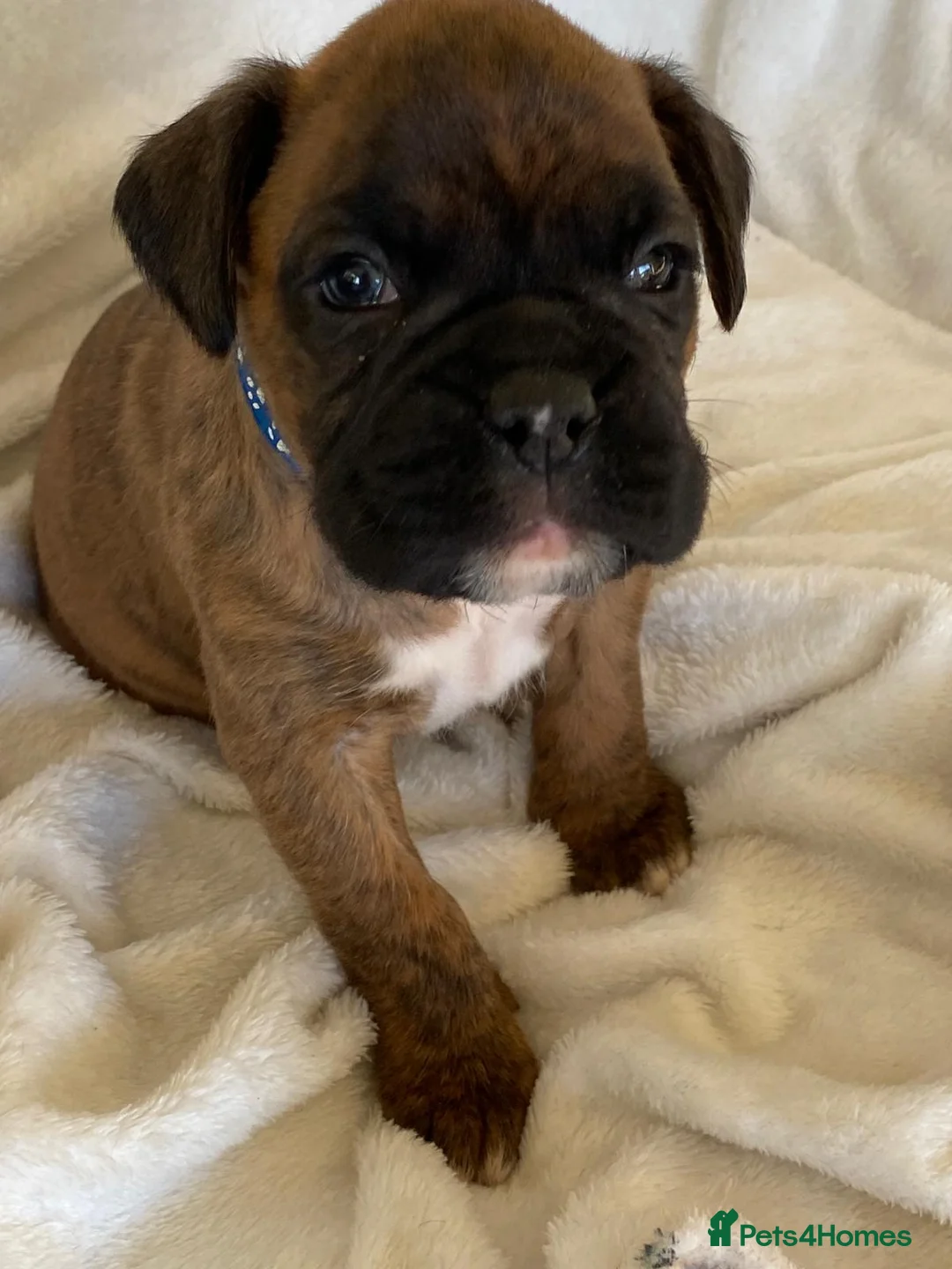 Boxer dogs for sale: Boxer puppies kc registered 5 star licence  - Advert 20