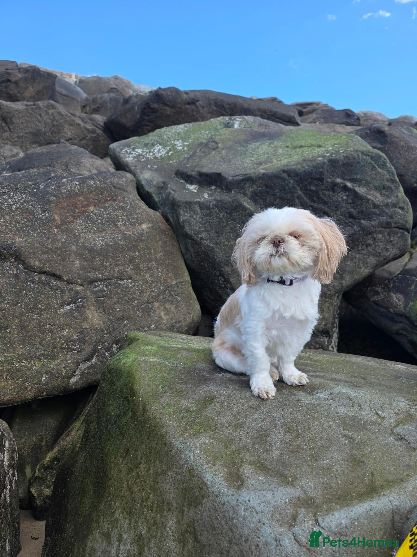 Shih Tzu dogs 3 beautiful shihzu looking for a loving home - Advert 2