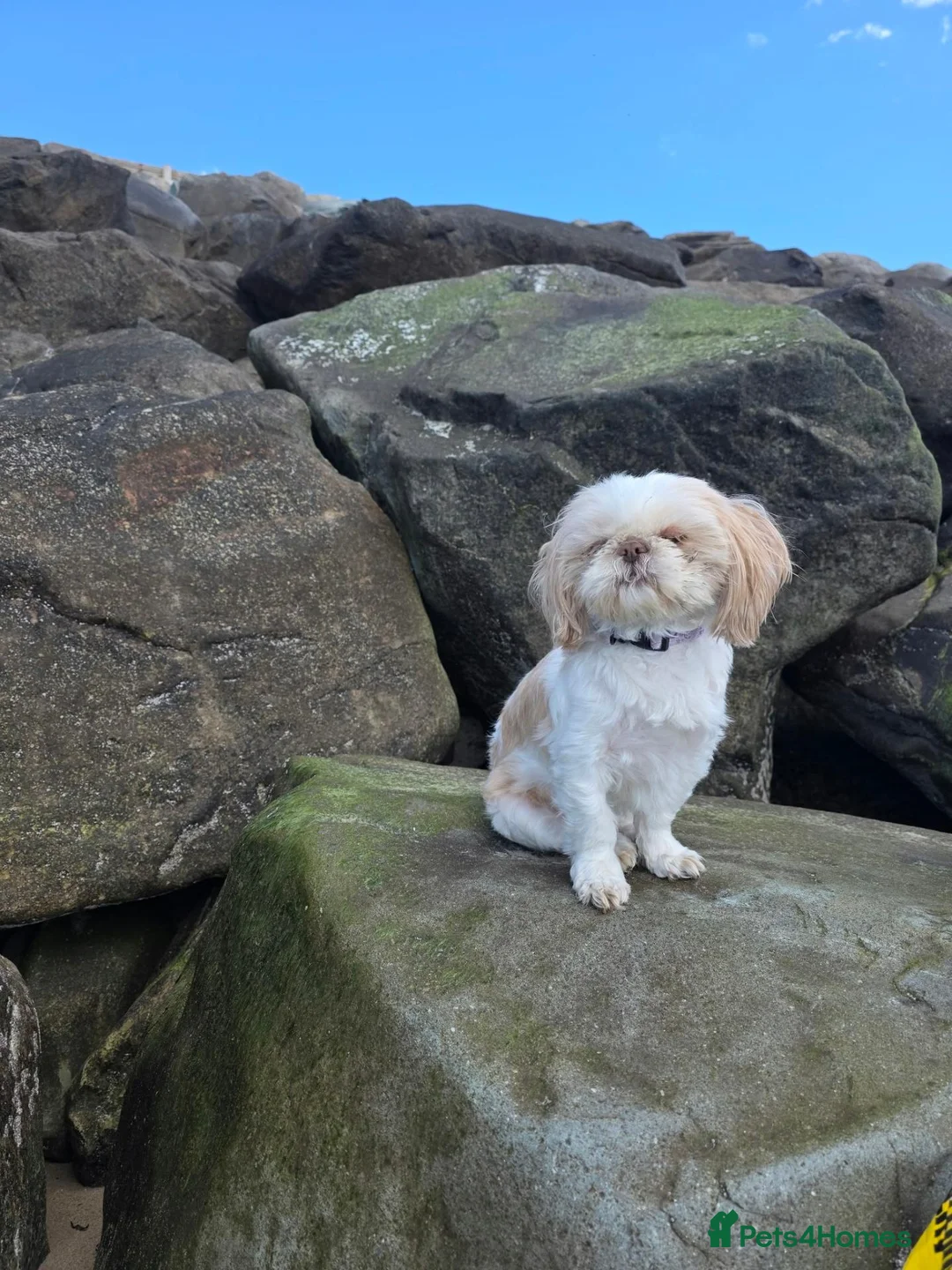 Shih Tzu dogs for sale: 3 beautiful shihzu looking for a loving home - Advert 1