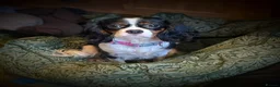Cavalier King Charles Spaniel dogs for sale: Gorgeous Tri coloured Cavalier King Charles - Advert 13