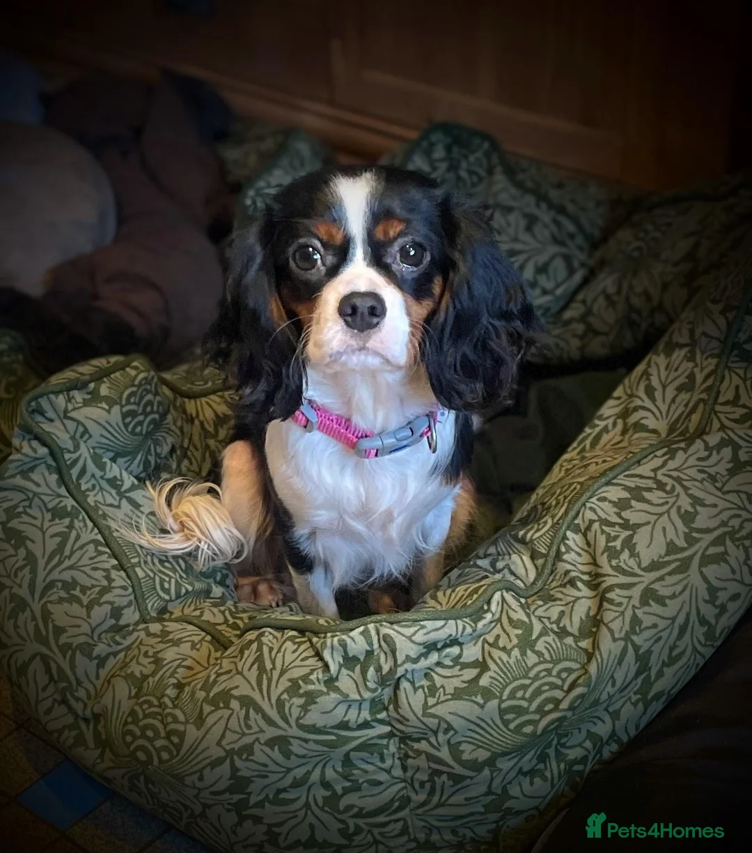 Cavalier King Charles Spaniel dogs for sale: Gorgeous Tri coloured Cavalier King Charles - Advert 13