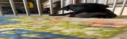 Labrador Retriever dogs for sale: Carefully Planned Labrador Litter in Henley-on-Thames - Advert 6