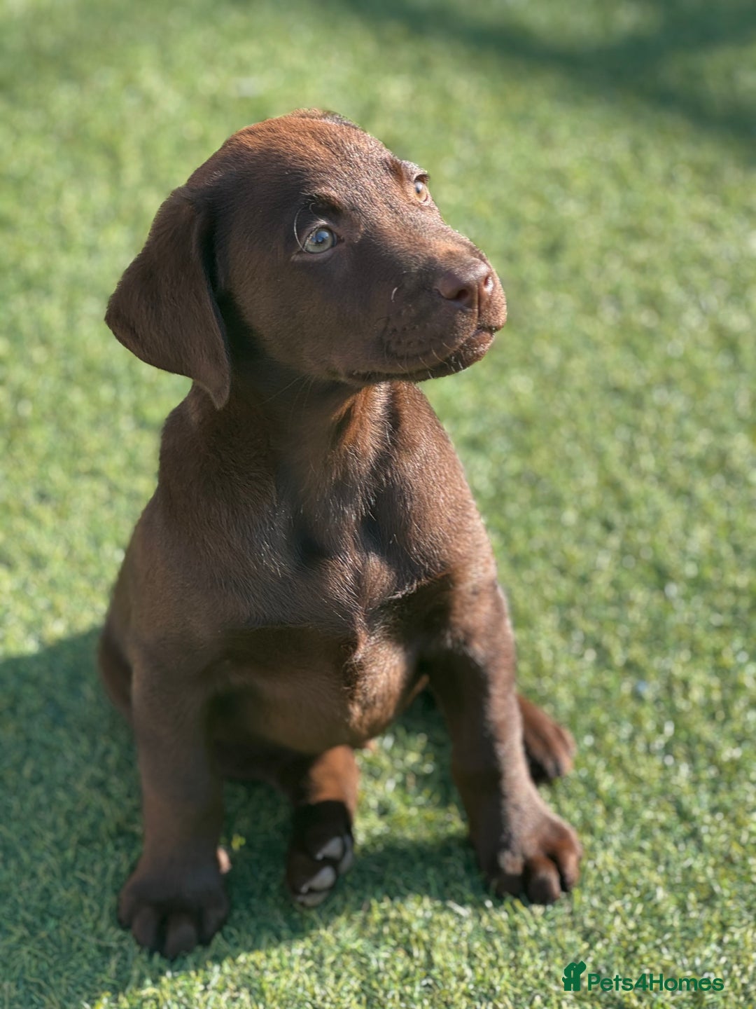 Labrador Retriever dogs for sale: Outstanding fully health tested chocolates  - Image 12