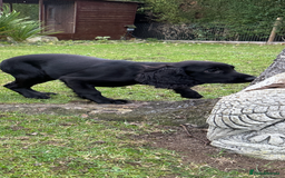 Cocker Spaniel dogs for sale: Working cocker spaniel puppies  - Image 6