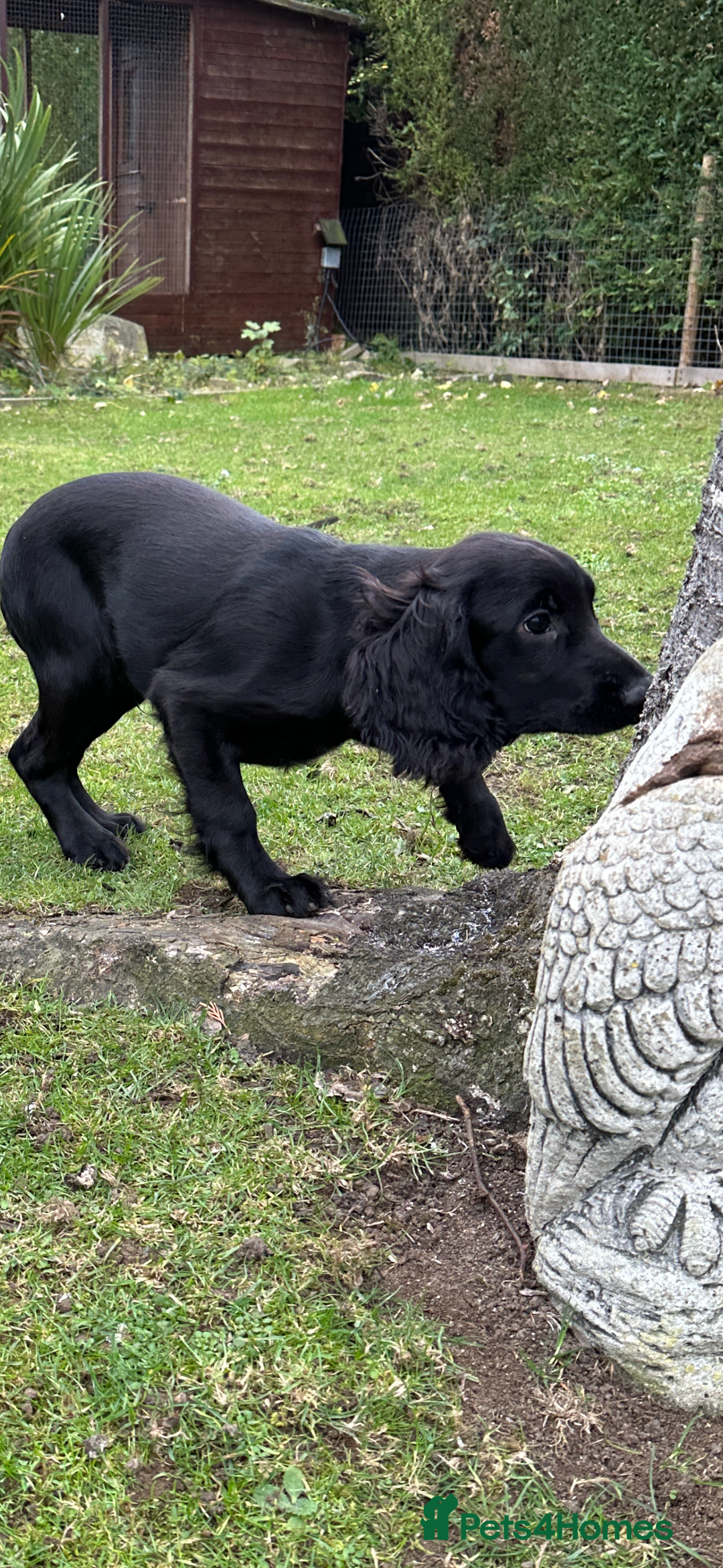 Cocker Spaniel dogs for sale: Working cocker spaniel puppies  - Image 6