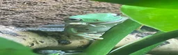 Frog reptiles for sale: 3 White’s Tree Frogs, 2 Vivs, Loads of Equipment🐸 - Advert 1