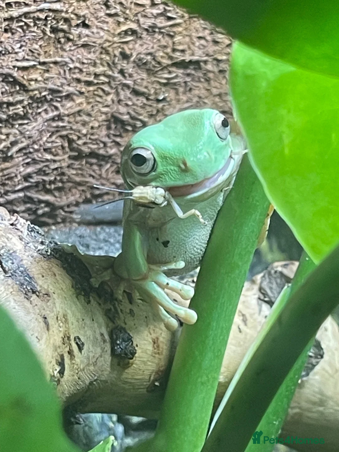 Frog reptiles for sale: 3 White’s Tree Frogs, 2 Vivs, Loads of Equipment🐸 - Advert 1