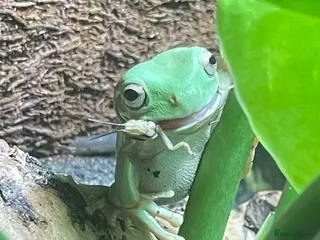 Frog reptiles 3 White’s Tree Frogs, 2 Vivs, Loads of Equipment🐸 - Advert 1