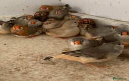 Finches birds for sale: Zebra finches - Image 5