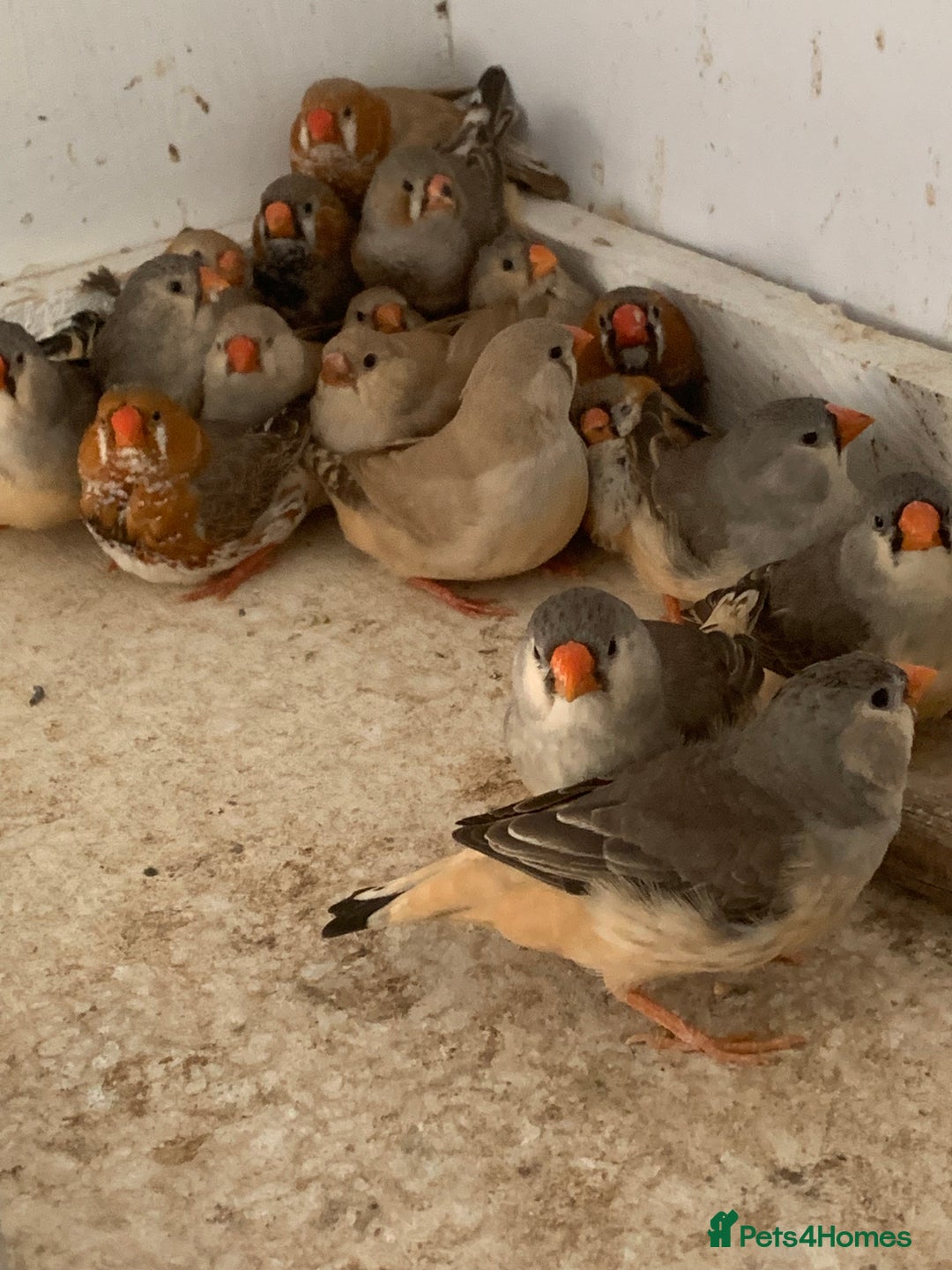 Finches birds for sale: Zebra finches - Image 5